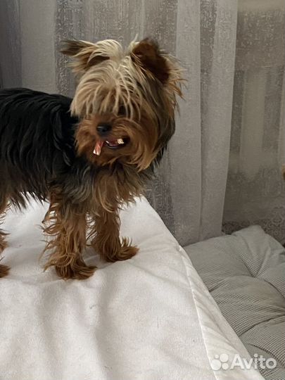 Йоркширский терьер вязка мальчик мини