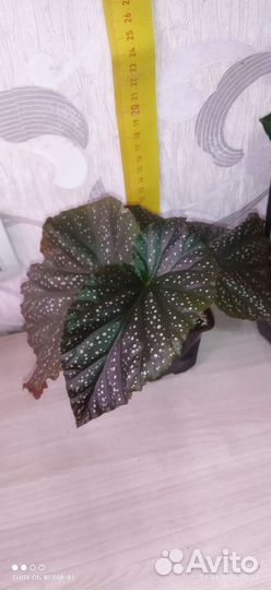 Комнатные растения разные