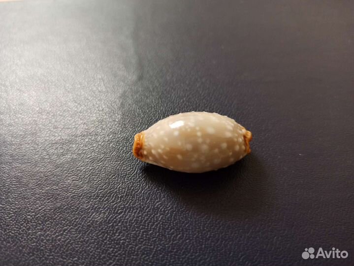 Морская раковина