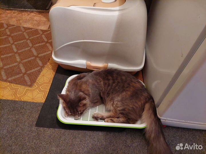 Кошка в дар бесплатно