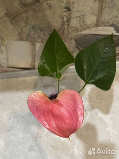 Мужское счастье антуриум розовый