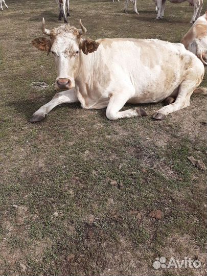 Корова,телки,телята