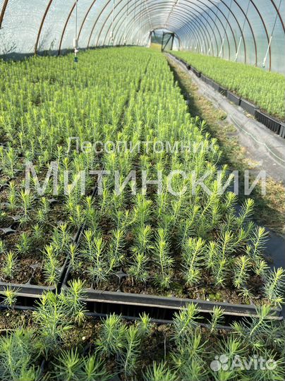 Сеянцы саженцы Ель Сосна