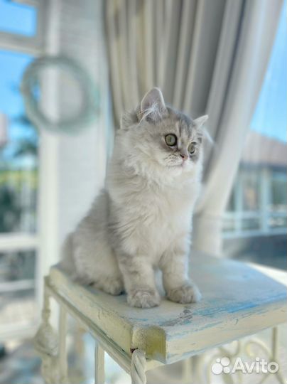 Британская золотая шиншилла длинношерстная