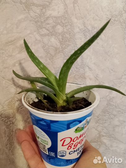 Алоэ вера лечебный