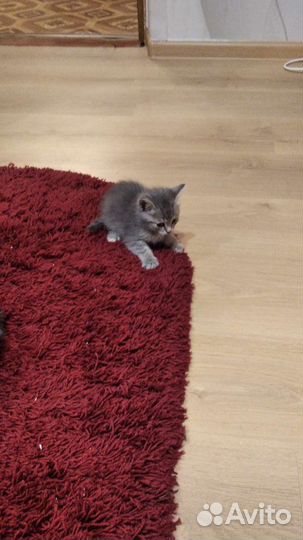 Котятки в добрые руки