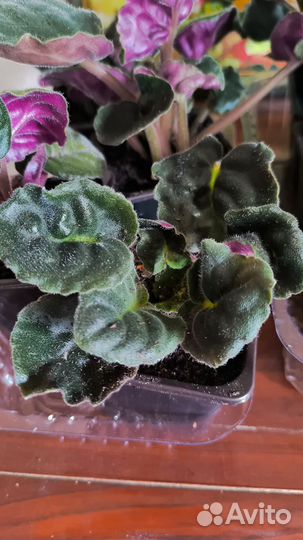 Фиалка сортовая Танец Галактик