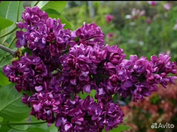 Сирень махровая сортовая