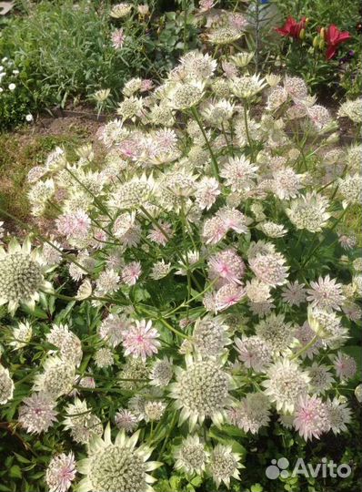 Цветы многолетники