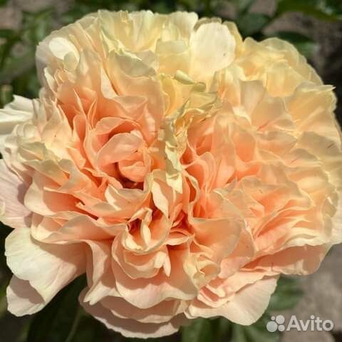 Пионы (корневища) для посадки