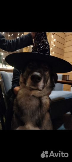 Случка собак