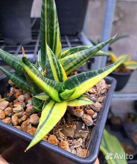 Сансевиерия Blorong var