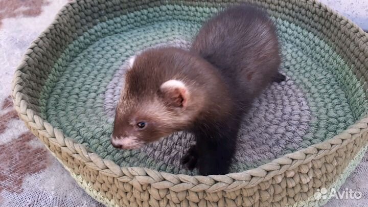 Щенки хорька