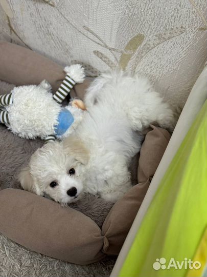 Щенок бишон фризе