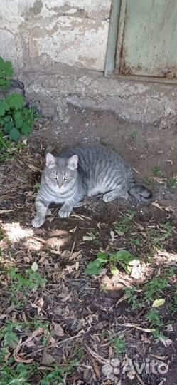 Кот в добрые руки