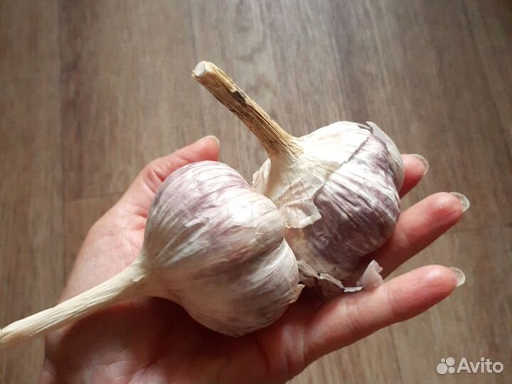 Чеснок