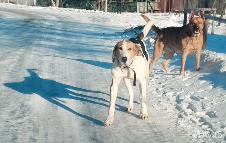 Собака ищет хозяина