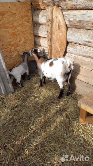 Камерунчики