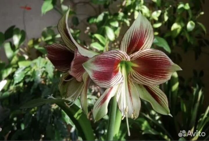 Гиппеаструм Папилио