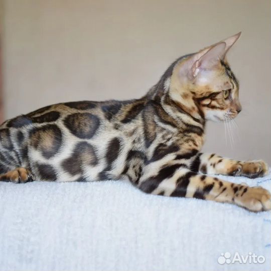 Котёнок мальчик элитный