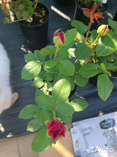 Хвойные, хосты, розы, многолетники, плодовые и др