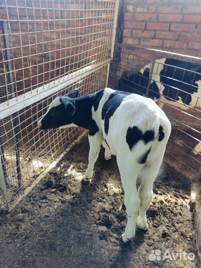 Две телочки