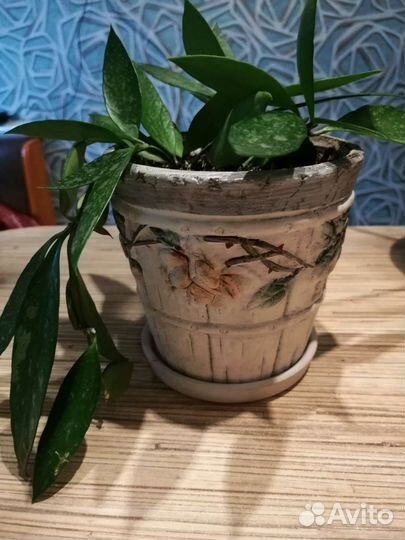 Хойя грацилис