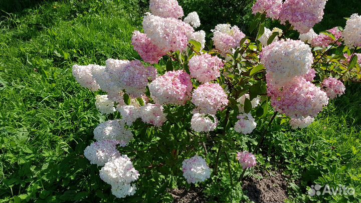Метельчатые гортензии