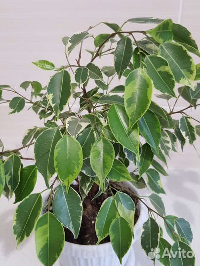 Фикус кинки