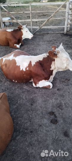 Продам быка