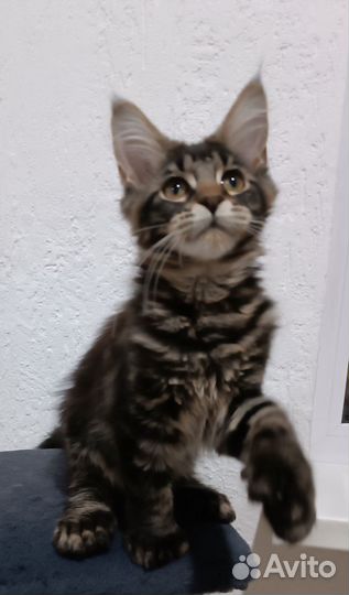 Котята мейн-кун полидакт