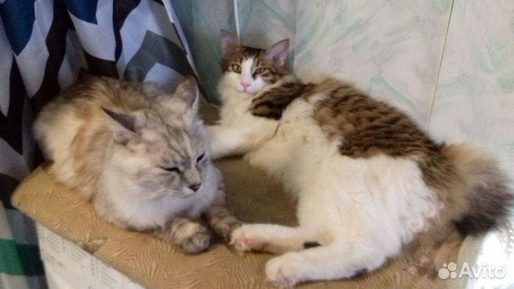 Вязка кота, кот справа