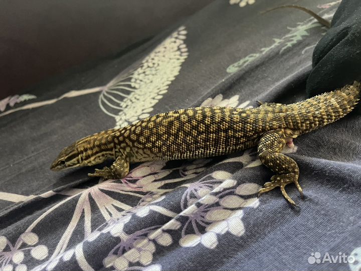 Ящерица акантурус