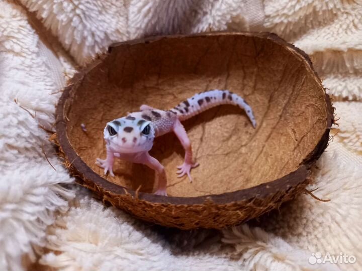 Геккон эублефар самка