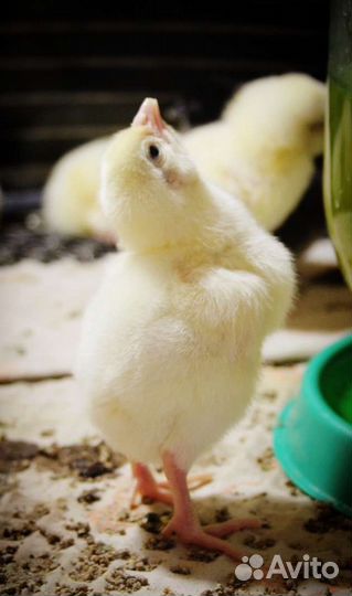 Цыпленок бройлер в наличии, утята мулард