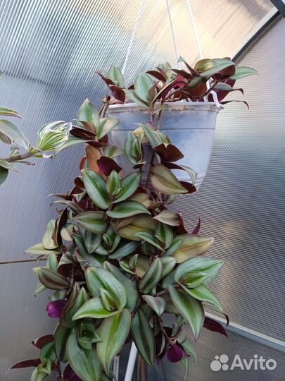 Комнатные цветы