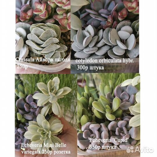 Суккуленты почтой