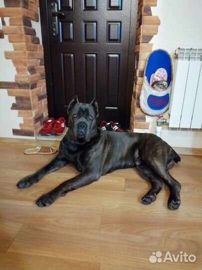 Кане Корсо - вязка