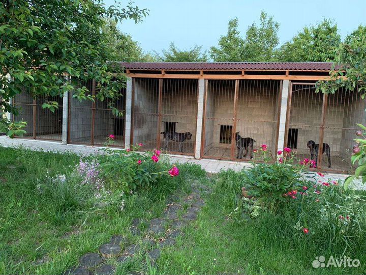 Гостиница для собак