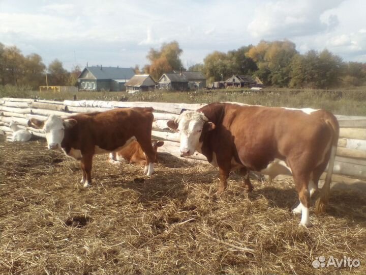 Быки, корова, телёнок