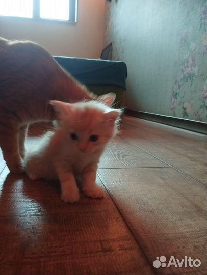 Бело рыжий котенок