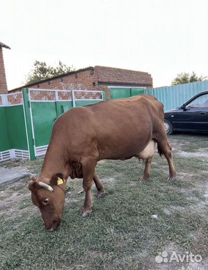 Корова доенная