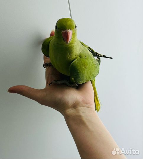 Ожереловый попугай птенцы выкормыши