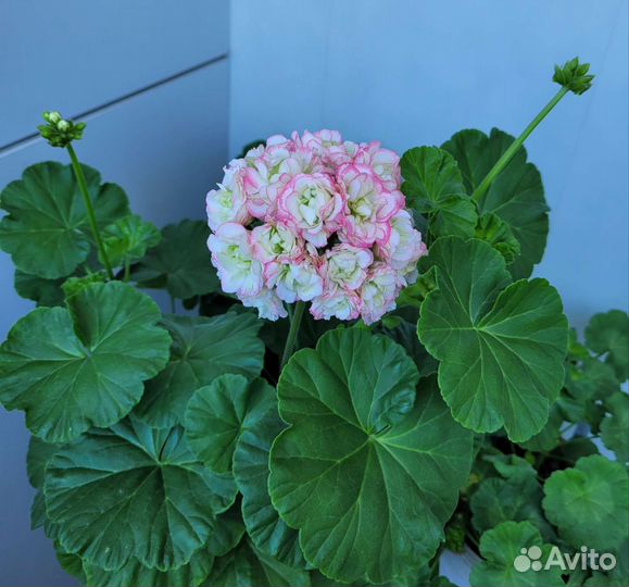 Пеларгония герань