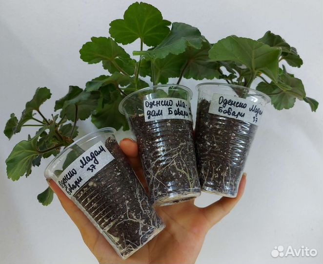 Пеларгония Мадам Бовари