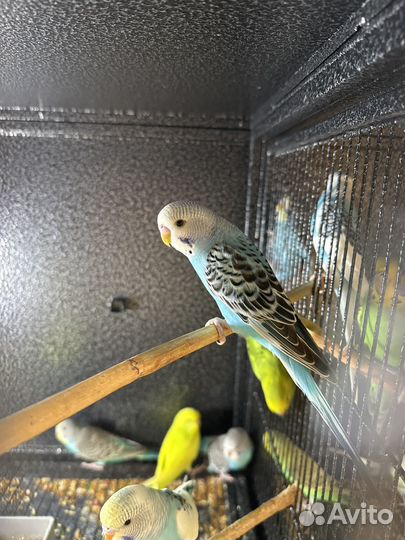 Поппугай волнистый