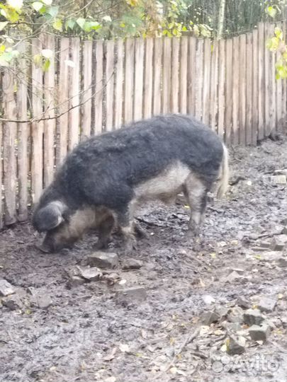 Поросята гибриды Венгерская мангалица Кабан