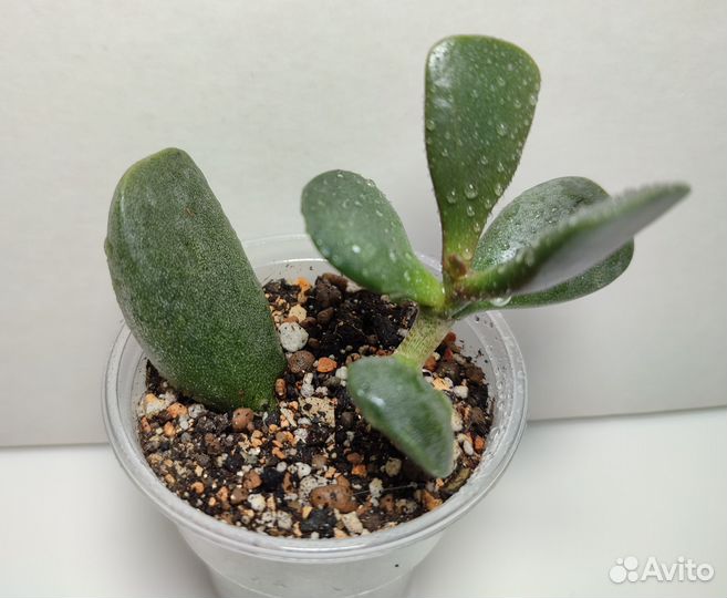 Адромискус Купера (Adromischus cooperi)