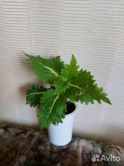 Колеусы вегетативные