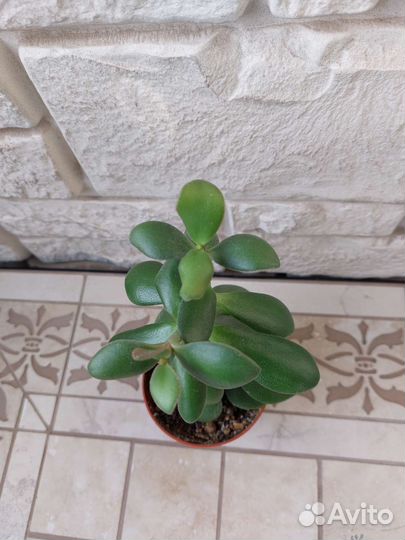 Красула толстянка